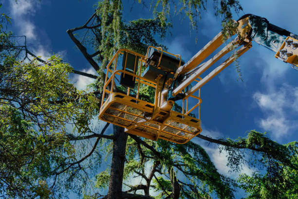 How Our Tree Care Process Works  in  River Ridge, FL